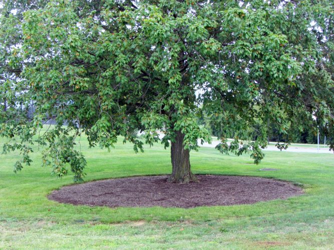 Learning how to properly mulch can save your trees